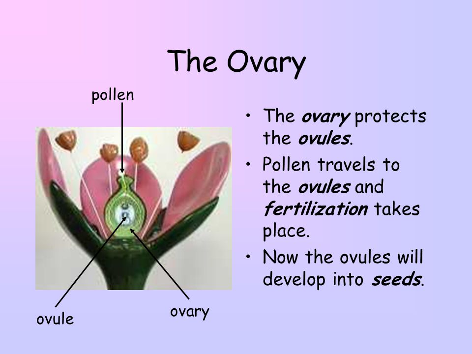 The Ovary The ovary protects the ovules.