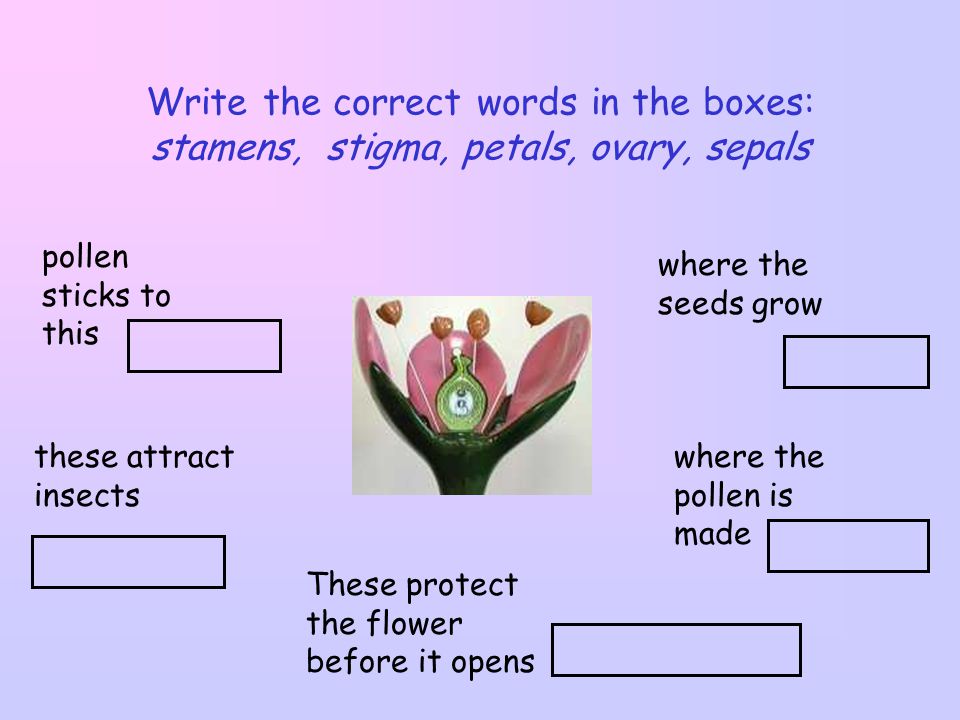 Write the correct words in the boxes: stamens, stigma, petals, ovary, sepals