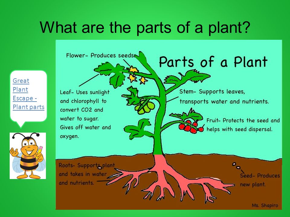 What are the parts of a plant? 