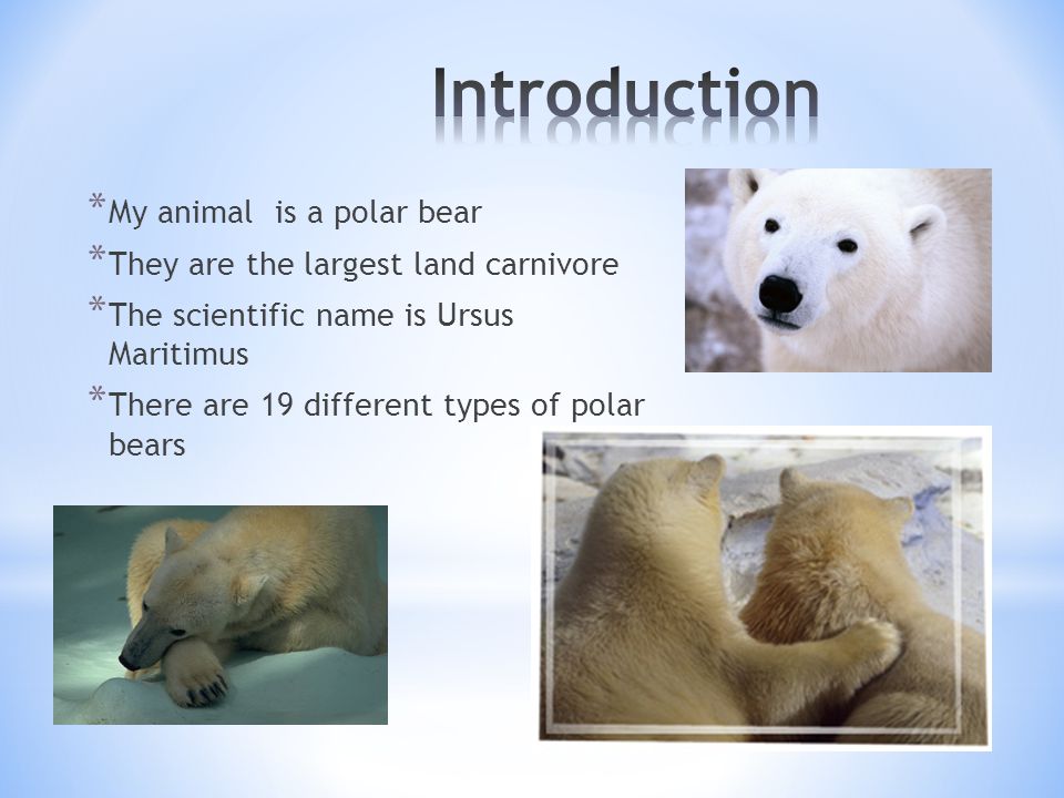 names for polar bear teddies