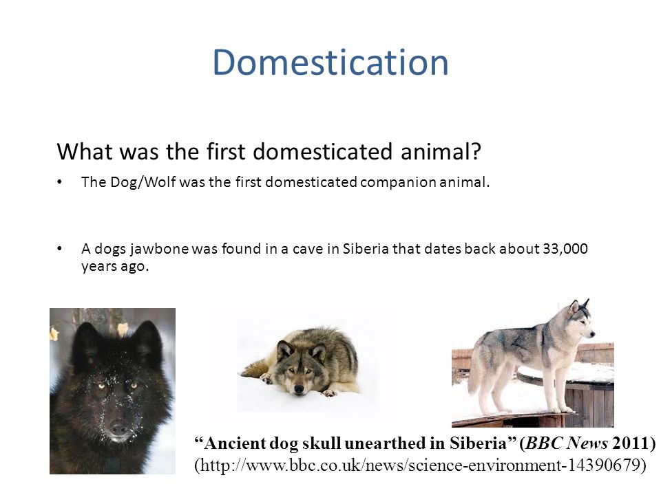 Animal Science Animal Science. - ppt video online download