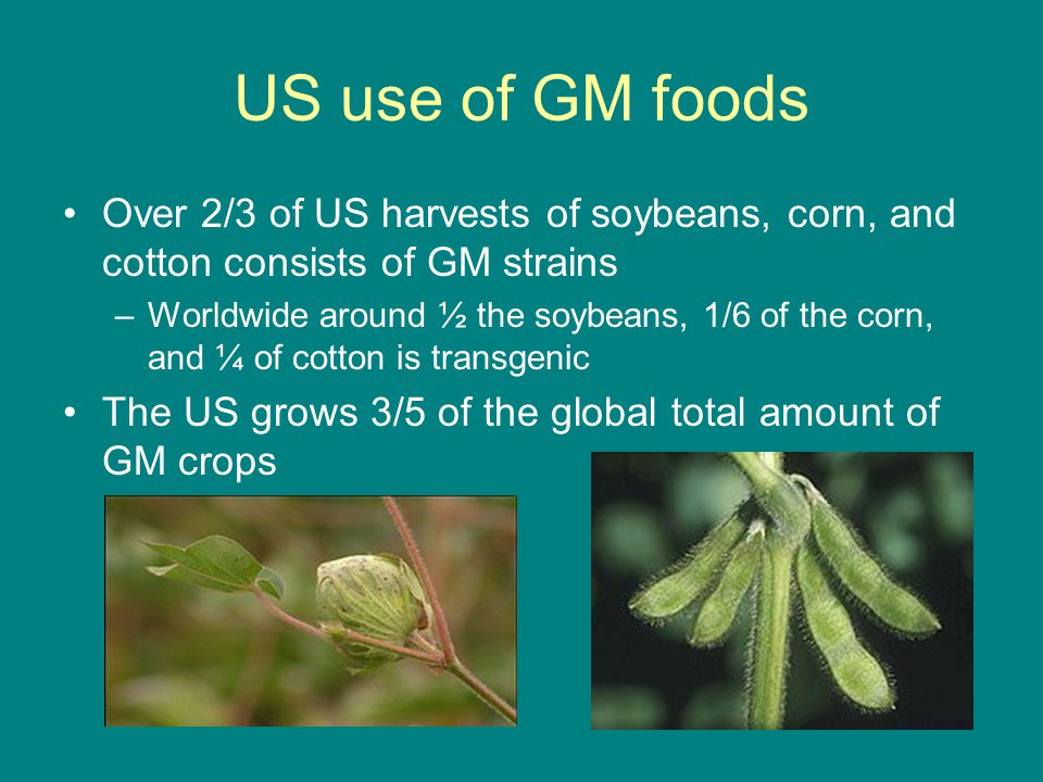 US use of GM foods Over 2/3 of US harvests of soybeans, corn, and cotton consists of GM strains.