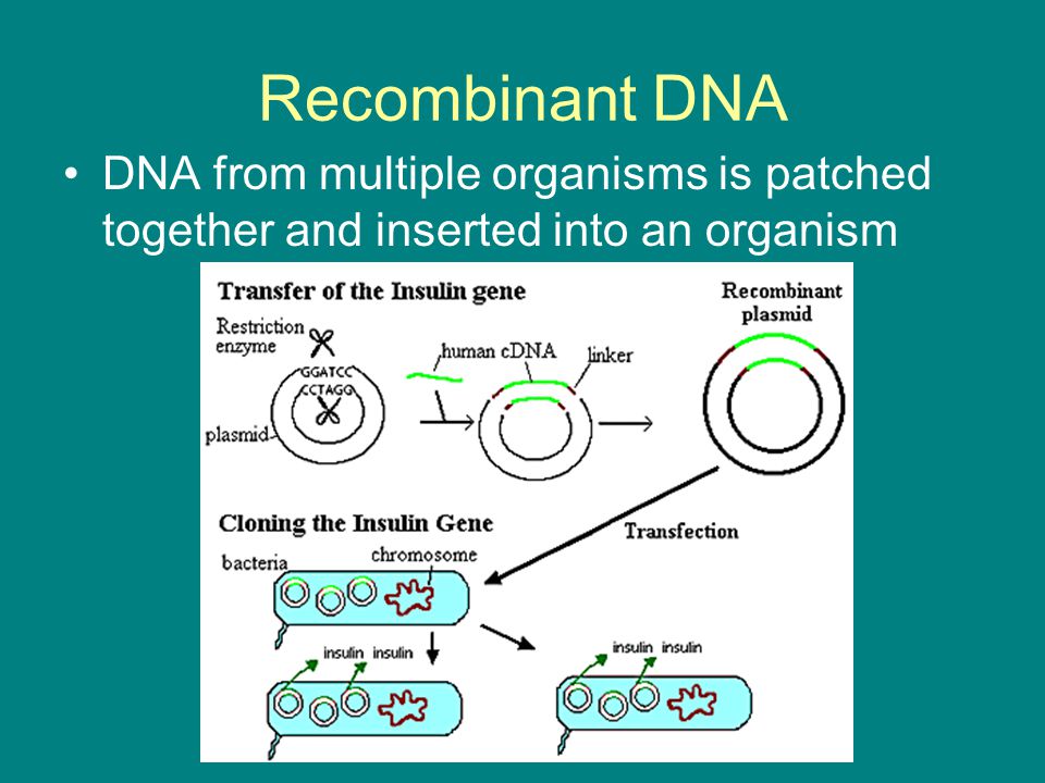 Recombinant DNA DNA from multiple organisms is patched together and inserted into an organism