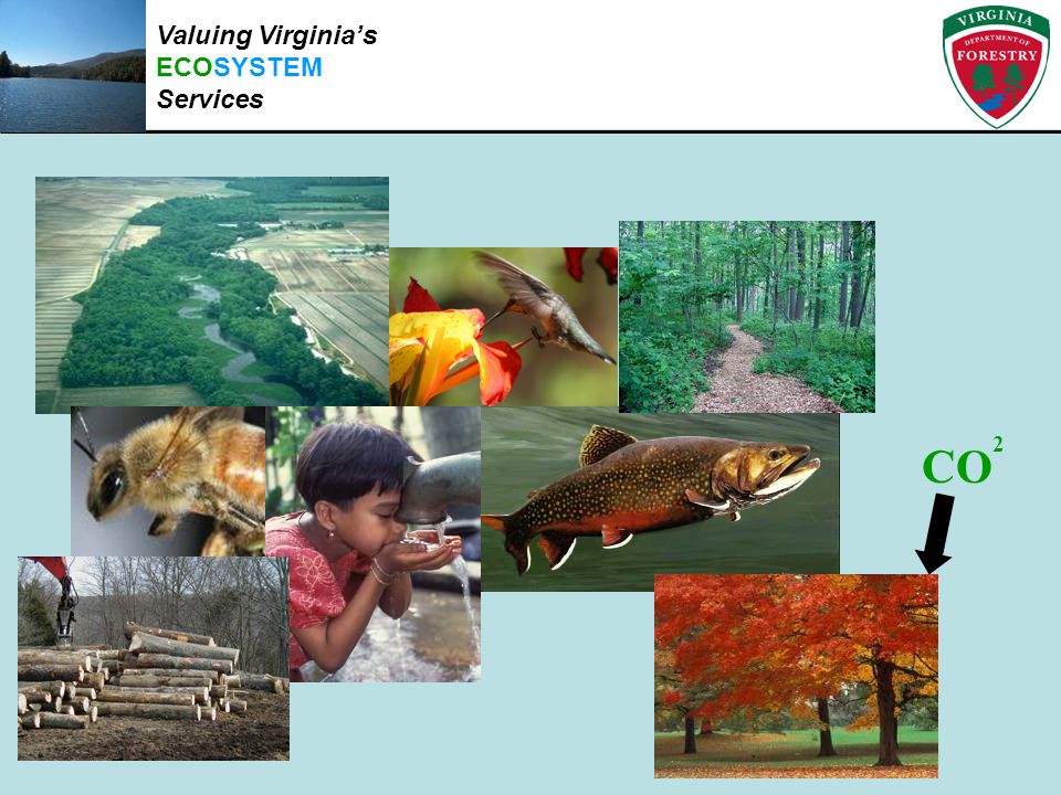 CO 2 Valuing Virginia’s ECOSYSTEM Services