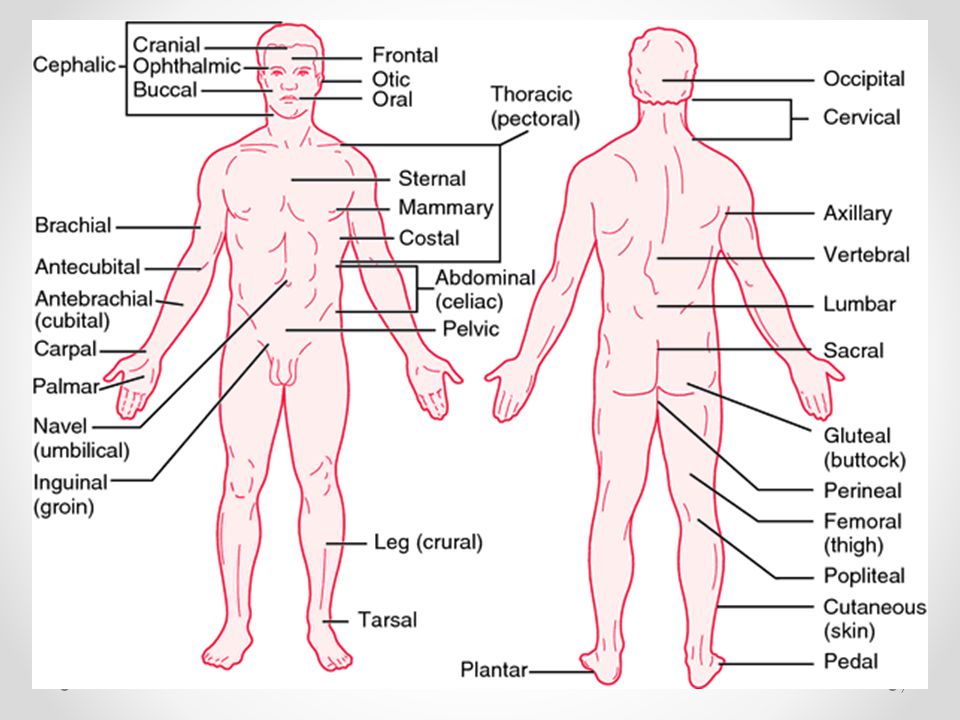 Physiology is the study of the functions of the structures of the body. 