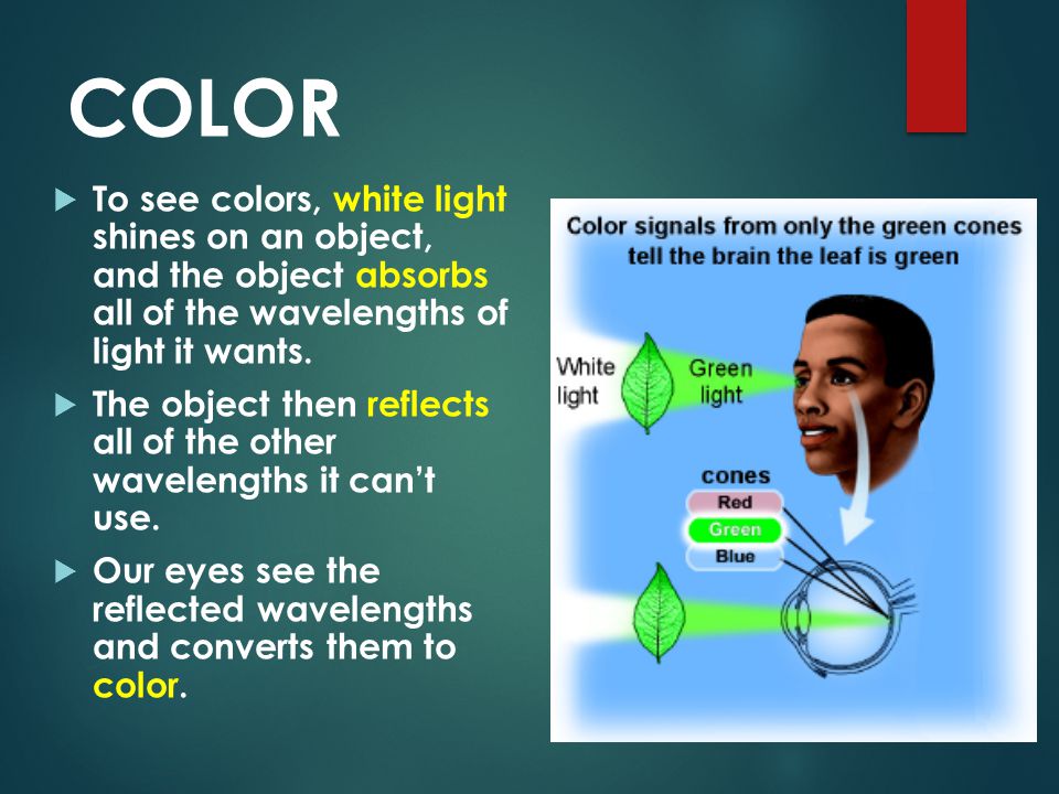 COLOR To see colors, white light shines on an object, and the object absorbs all of the wavelengths of light it wants.