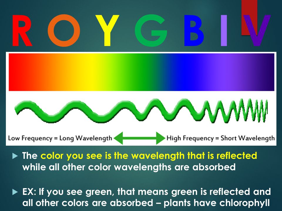 R O Y G B I V The color you see is the wavelength that is reflected while all other color wavelengths are absorbed.