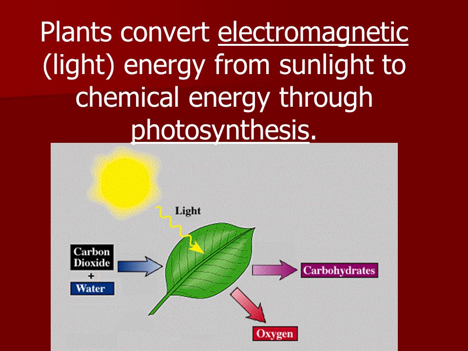 Plants convert electromagnetic (light) energy from sunlight to chemical energy through photosynthesis.