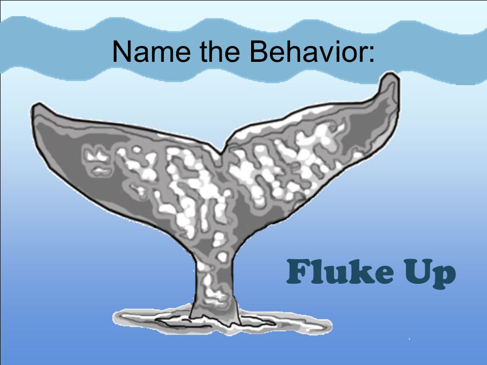 Humpback Whale Behaviors Ppt Video Online Download Humpback Whale Behaviors Ppt Video Online Download