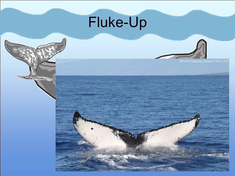 Humpback Whale Behaviors Ppt Video Online Download Humpback Whale Behaviors Ppt Video Online Download
