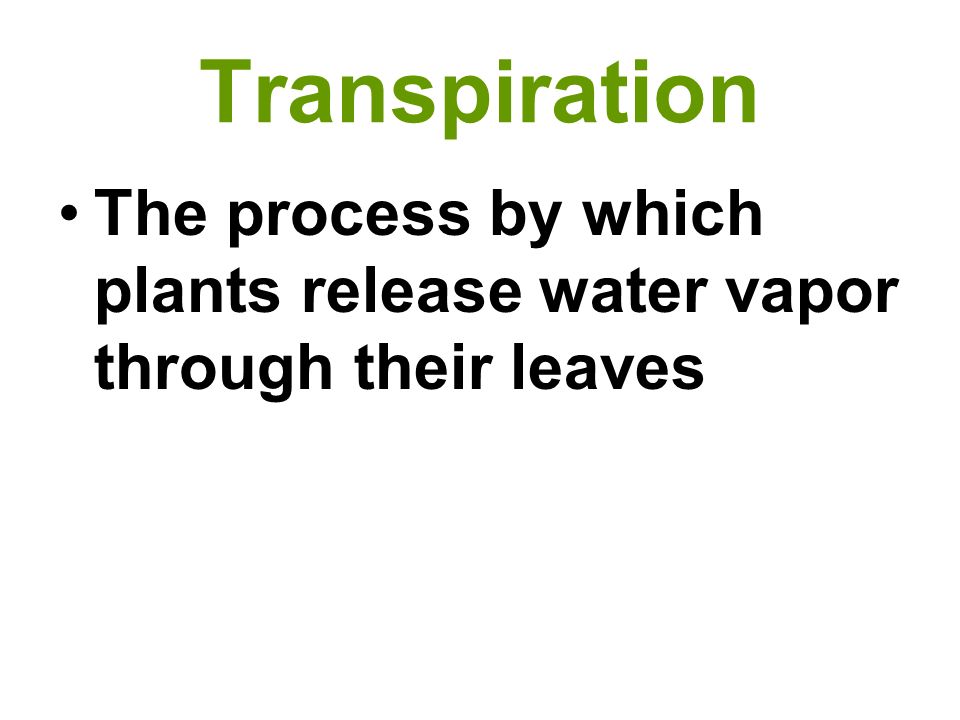 Transpiration The process by which plants release water vapor through their leaves