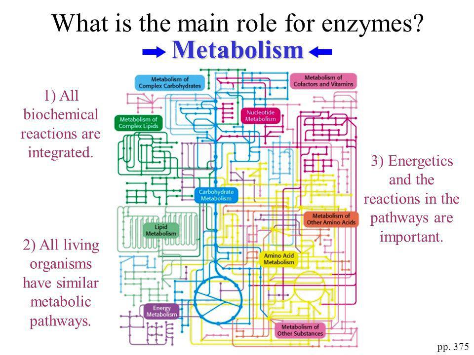 what is the role of enzymes in metabolism