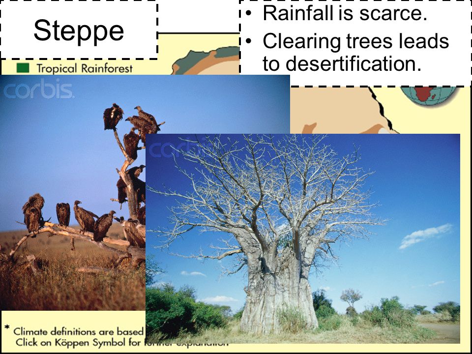 Steppe Rainfall is scarce. Clearing trees leads to desertification.