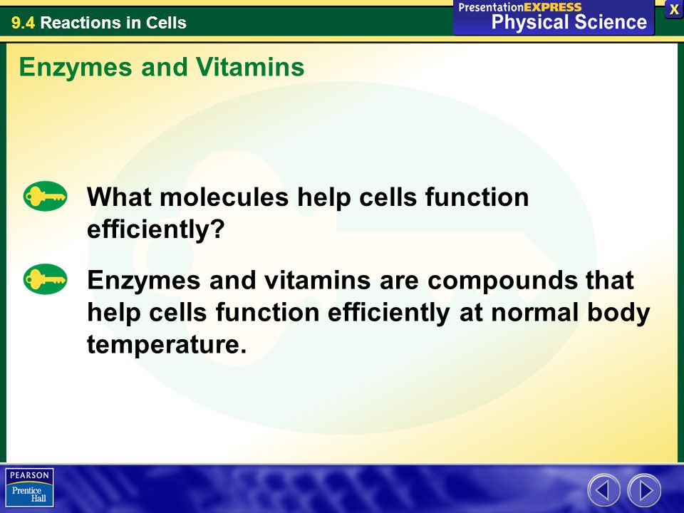 Enzymes and Vitamins What molecules help cells function efficiently