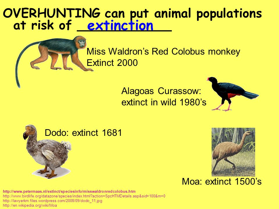 The dodo became in 1681. Miss Waldron's Red Colobus. Птица МОА. МОА птица и человек.