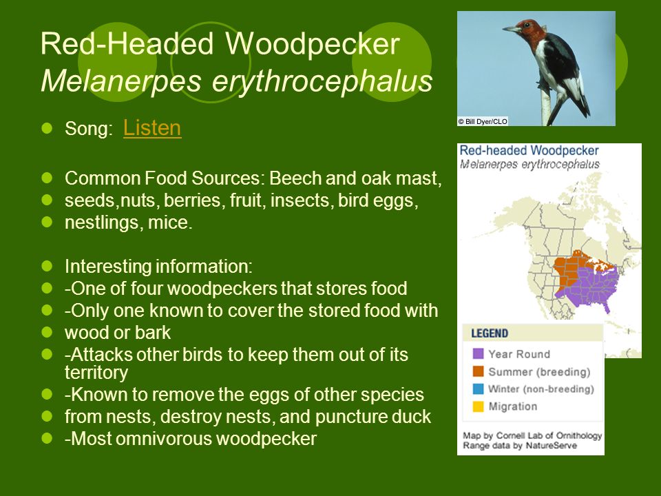 Red-Headed Woodpecker Melanerpes erythrocephalus