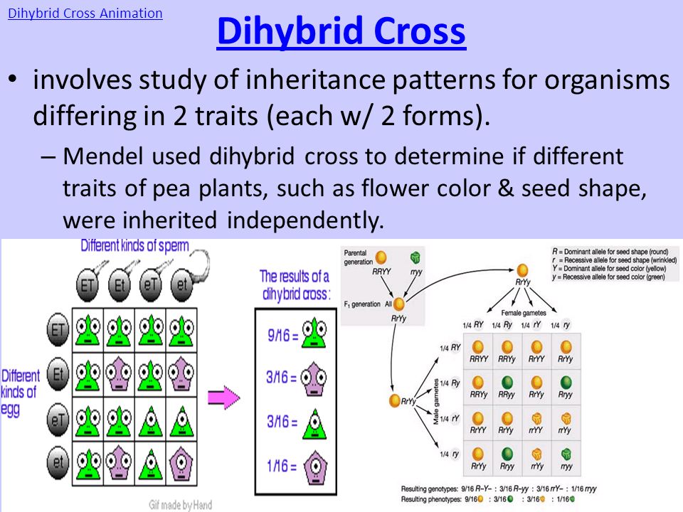 Dihybrid Cross Animation.