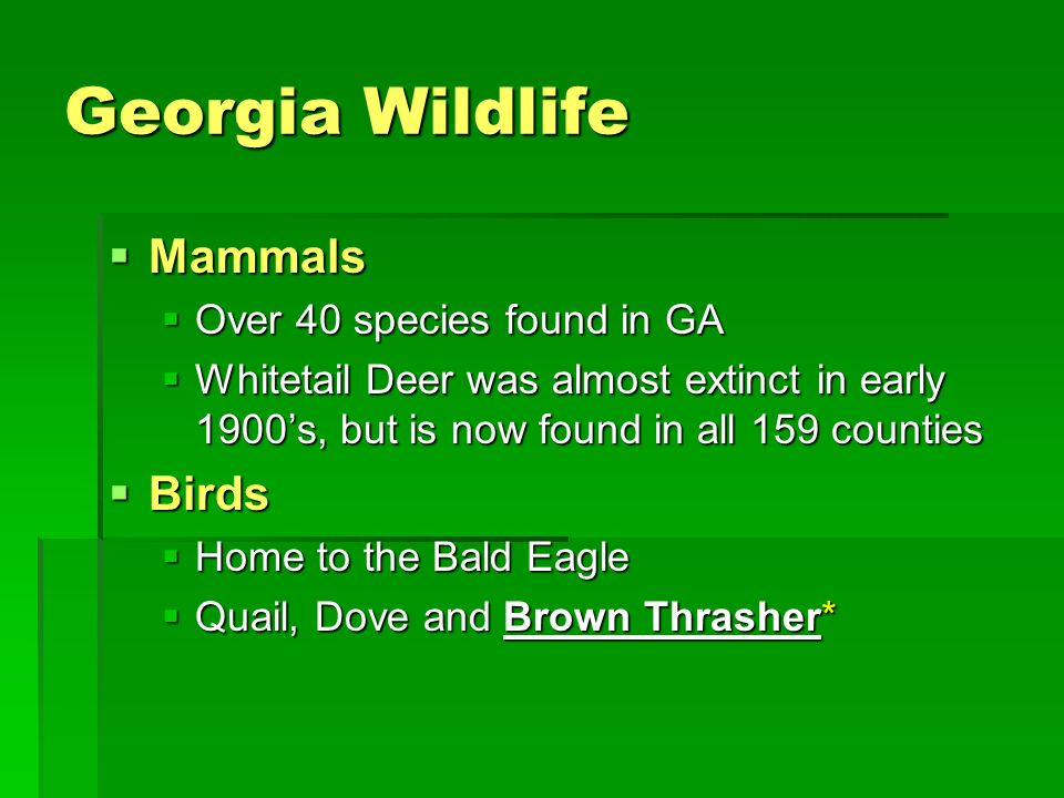 Georgia Wildlife Mammals Birds Over 40 species found in GA