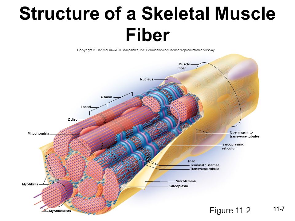 Skeletal Muscle Fiber Diagram Labeled