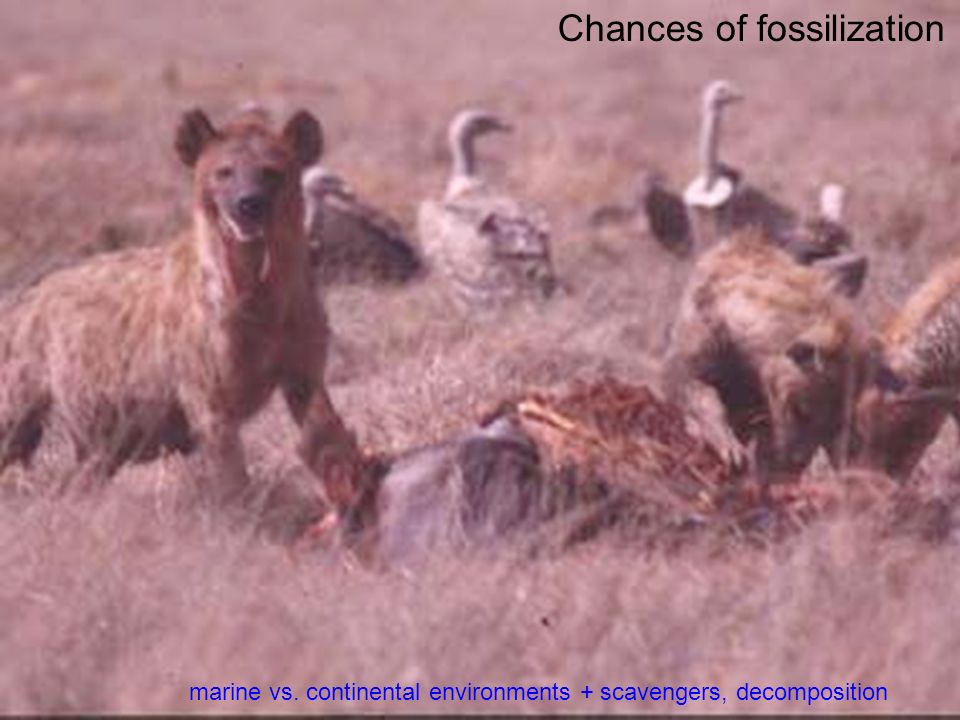 Chances of fossilization