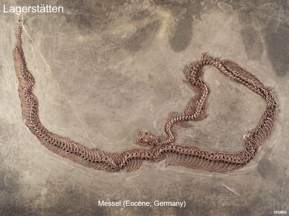 Lagerstätten Messel (Eocene, Germany) snake