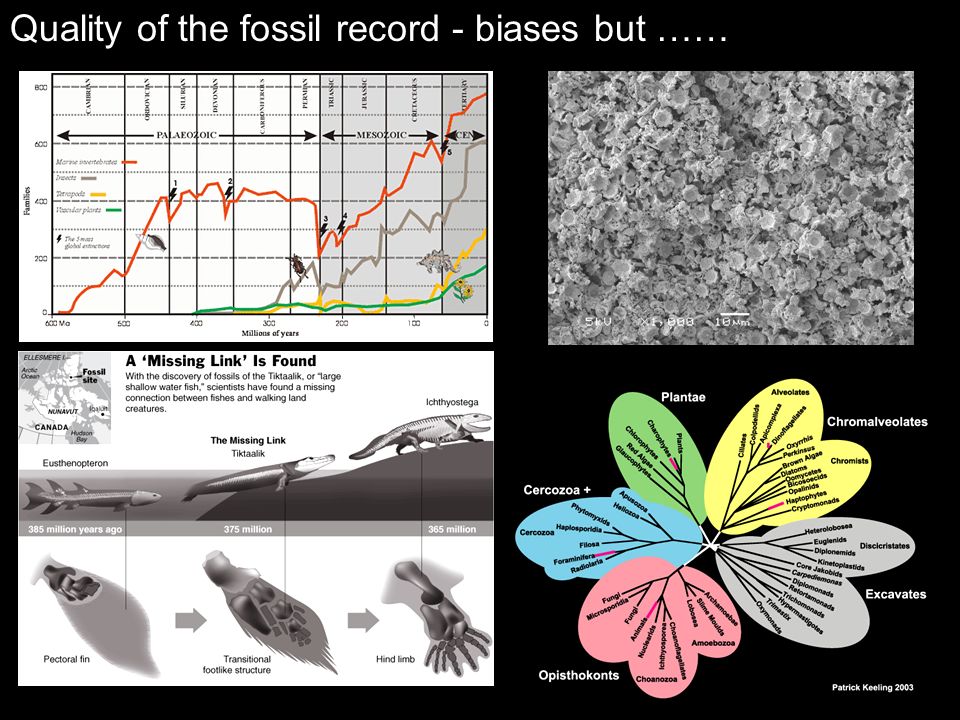 Quality of the fossil record - biases but ……