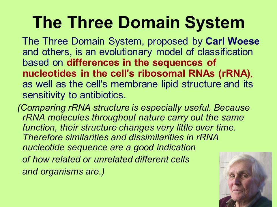 What are the 3 domains of life and their characteristics? Three Domain  Classification by Carl Woese