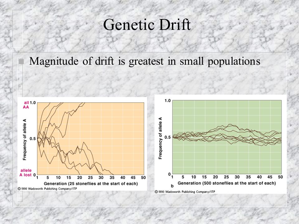Genetic Drift Magnitude of drift is greatest in small populations