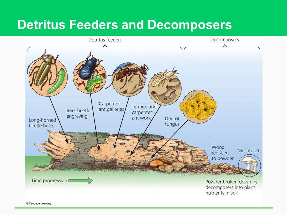 Ecosystems What Are They And How Do They Work Ppt Video Online