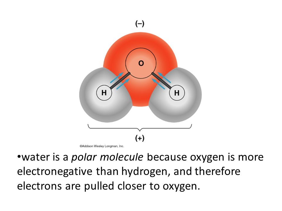 water is a polar molecule because oxygen is more electronegative than hydrogen, and therefore electrons are pulled closer to oxygen.