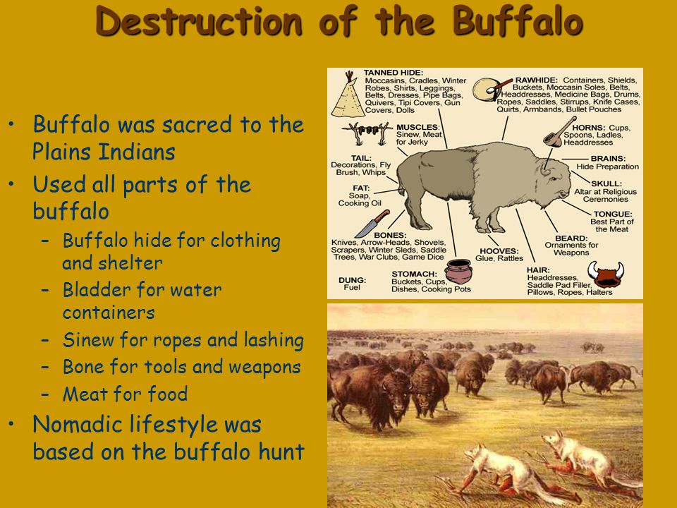 Destruction of the Buffalo