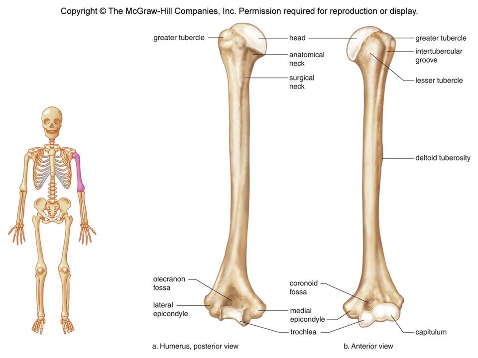 Плечевая кость латынь. Плечевая кость человека строение. Строение плечевой кости анатомия. Плечевая кость бугристость. Плечевая кость атлас.