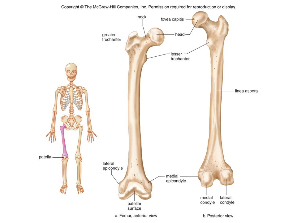 Сколько костей в бедре. Бедренная кость анатомия. Анатомия бедренной кости человека. Бедренная кость анатомия строение. Бедренная кость кость анатомия человека.