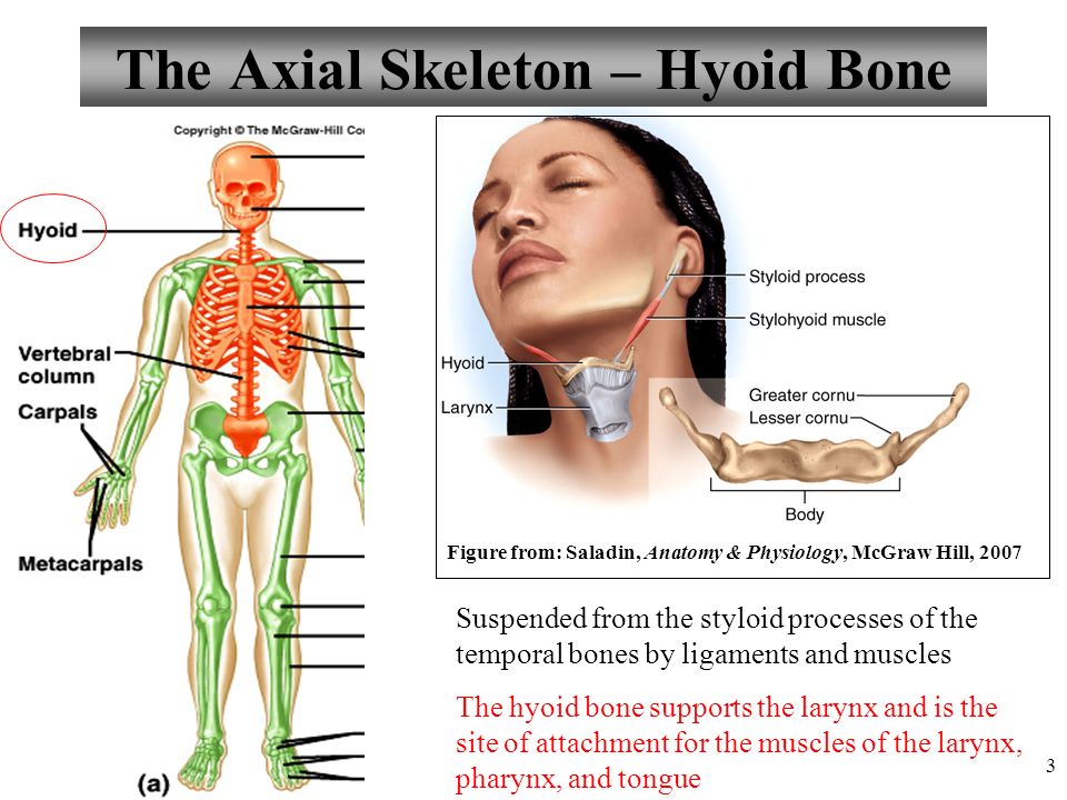 chapter 7 anatomy and physiology tortora exam chapter 7 anatomy and physiology tortora exam
