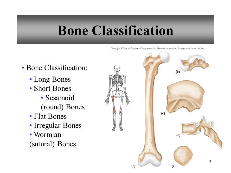 Bone bone играть. Flat Bones. Classification of Bones. Short Bones. Irregular Bones.