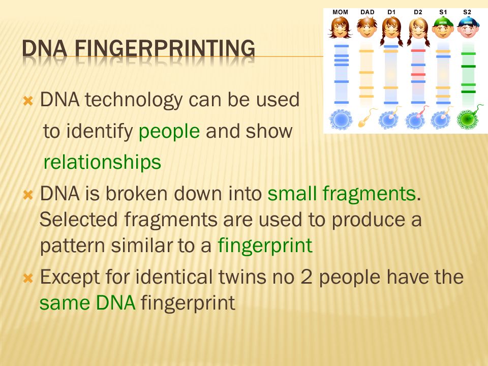 DNA Fingerprinting DNA technology can be used