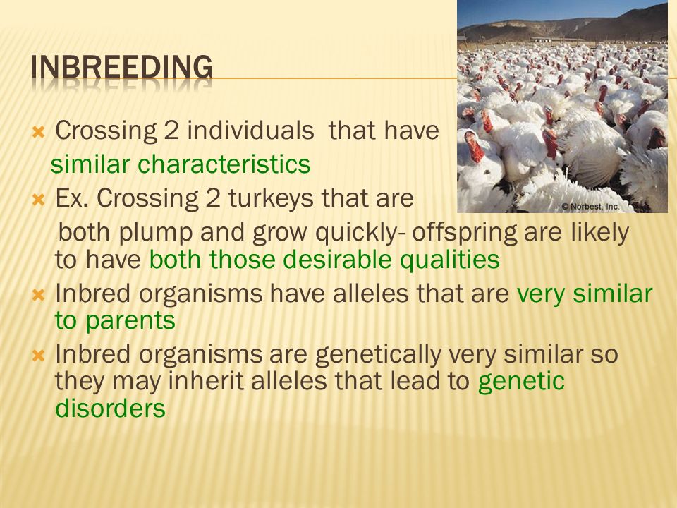 Inbreeding Crossing 2 individuals that have similar characteristics