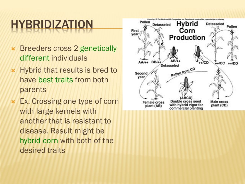 Hybridization Breeders cross 2 genetically different individuals