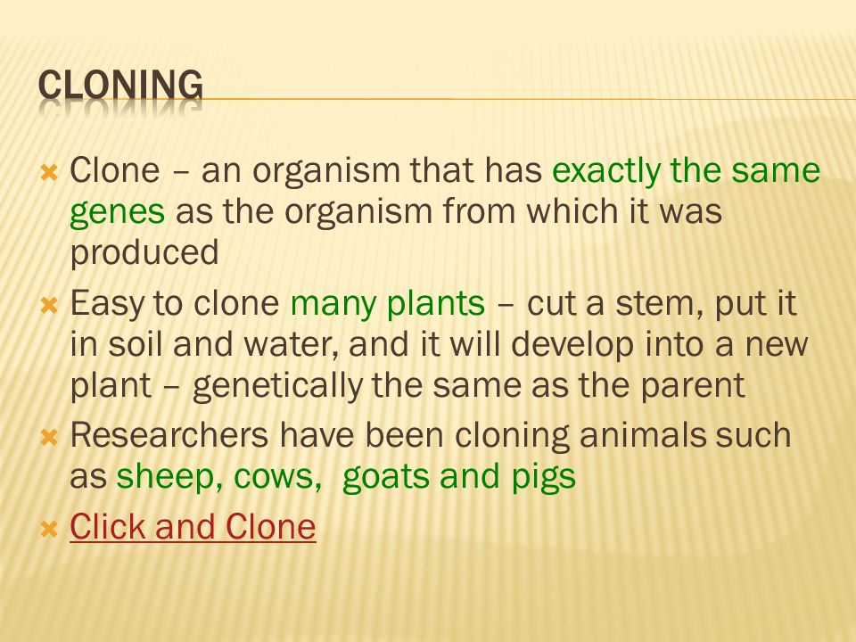 Cloning Clone – an organism that has exactly the same genes as the organism from which it was produced.