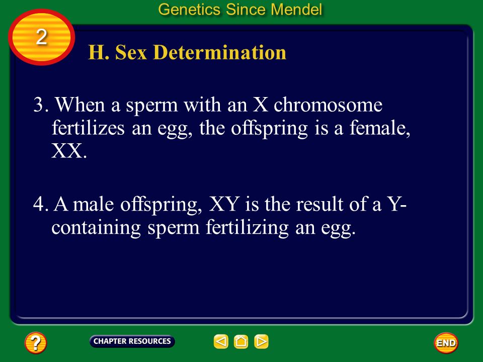 Genetics Since Mendel 2. H. Sex Determination. 3. When a sperm with an X chromosome fertilizes an egg, the offspring is a female, XX.