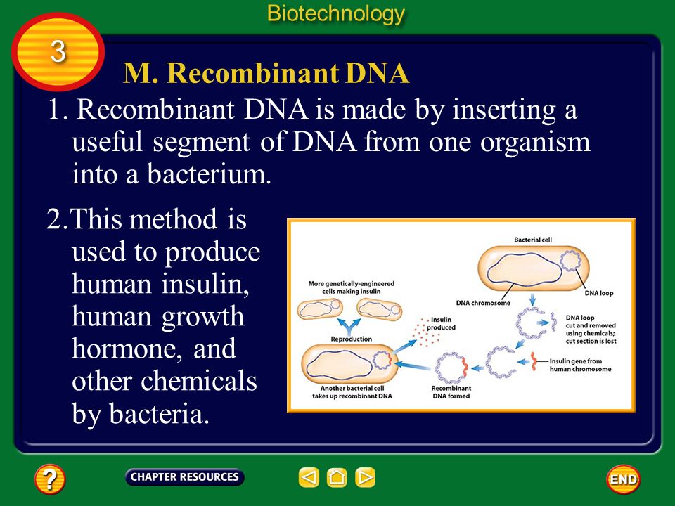 Biotechnology 3. M. Recombinant DNA. 1. Recombinant DNA is made by inserting a useful segment of DNA from one organism into a bacterium.