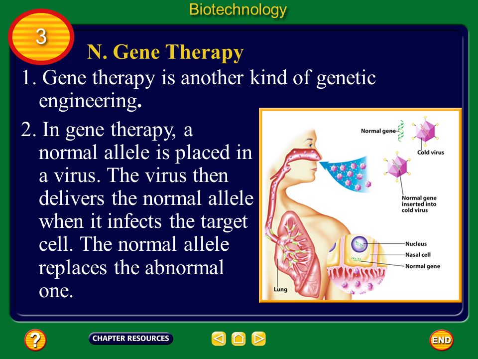 1. Gene therapy is another kind of genetic engineering.
