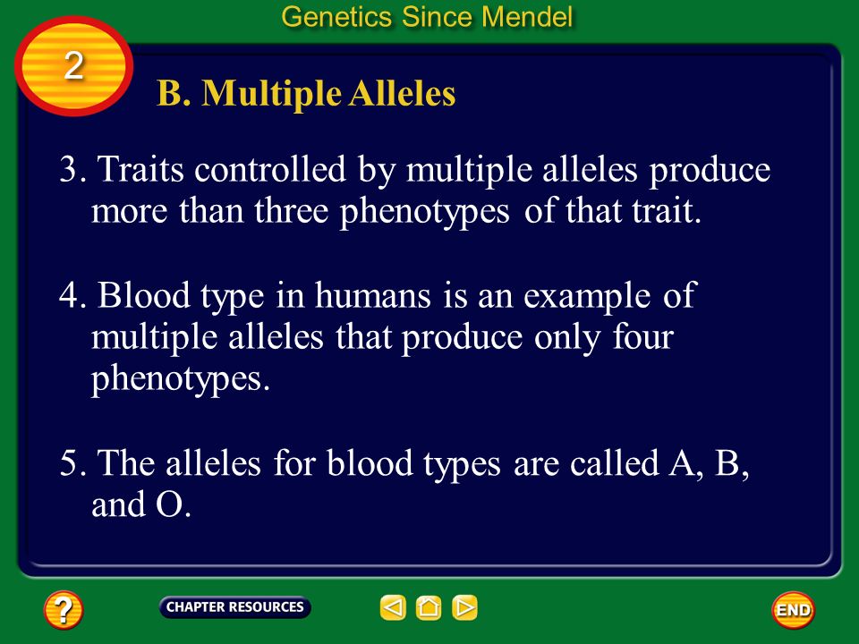 5. The alleles for blood types are called A, B, and O.