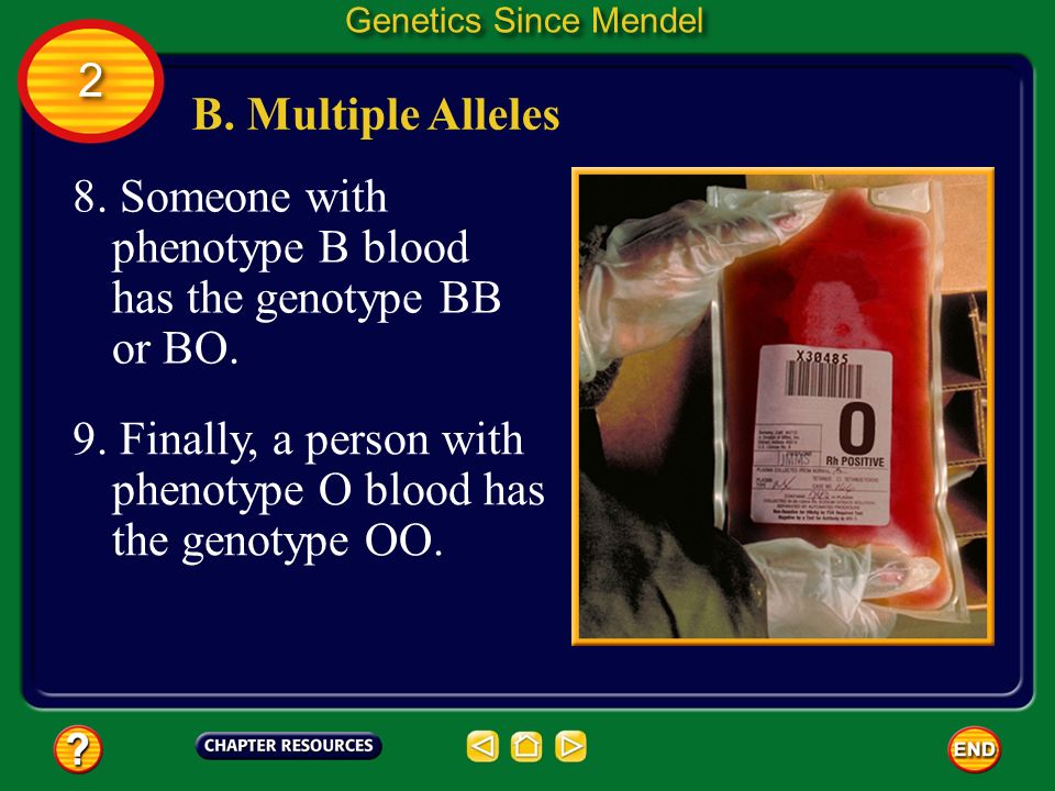 8. Someone with phenotype B blood has the genotype BB or BO.