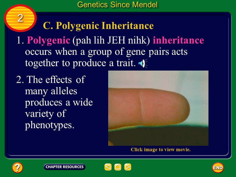 C. Polygenic Inheritance
