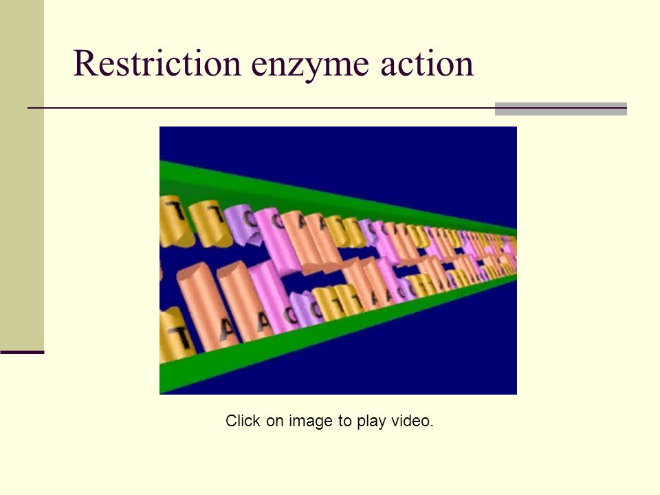 Restriction enzyme action