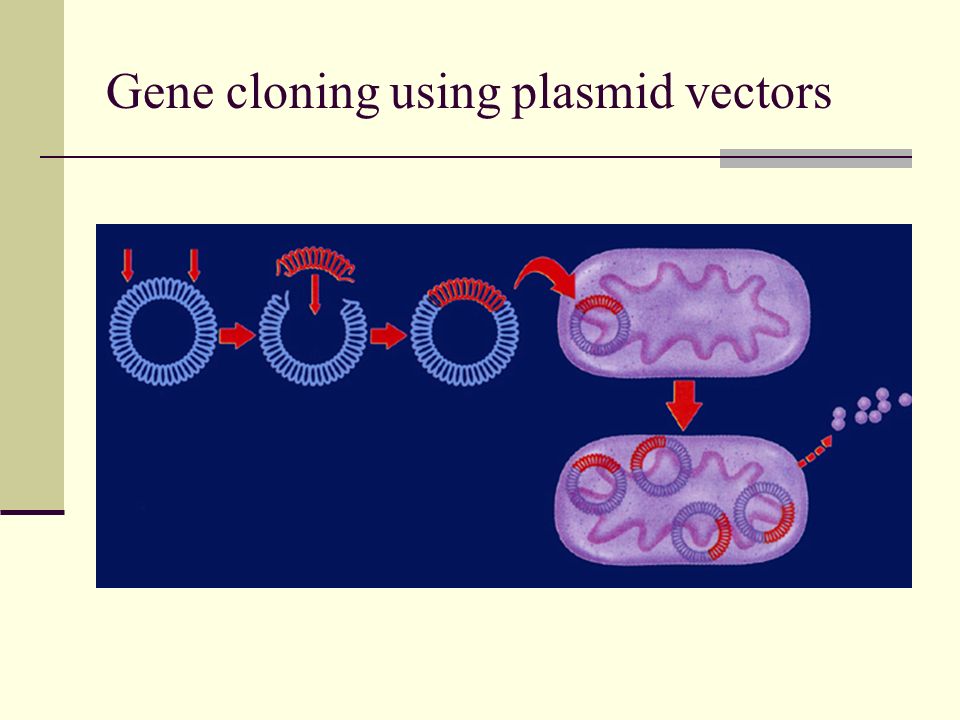 Gene cloning using plasmid vectors