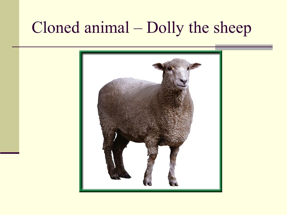 Cloned animal – Dolly the sheep