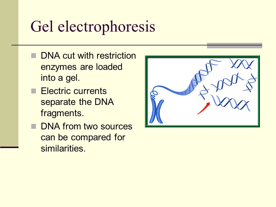 Gel electrophoresis DNA cut with restriction enzymes are loaded into a gel. Electric currents separate the DNA fragments.
