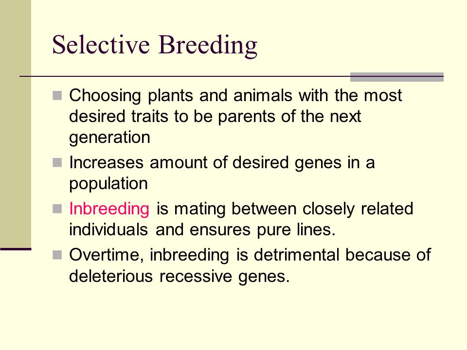 Selective Breeding Choosing plants and animals with the most desired traits to be parents of the next generation.